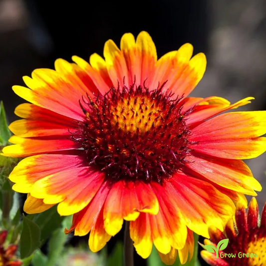 20 seeds of Gaillardia - GAILLARDIA PULCHELLA + Gift 5 seeds of Sunflower