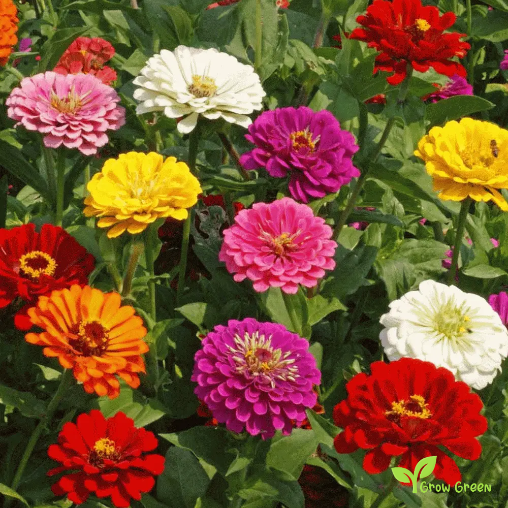 30 seeds of Mix Colour Zinnia - ZINNIA ELEGANS + Gift 5 seeds of Sunflower