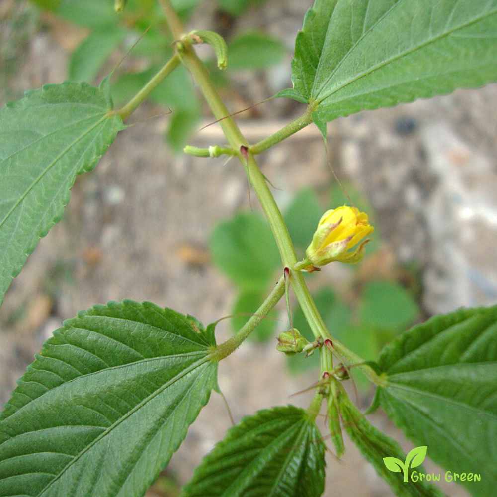 10 seeds of Jute Mallow - SPINACIA OLERACEA - Molokhia + Gift 5 seeds of Sunflower