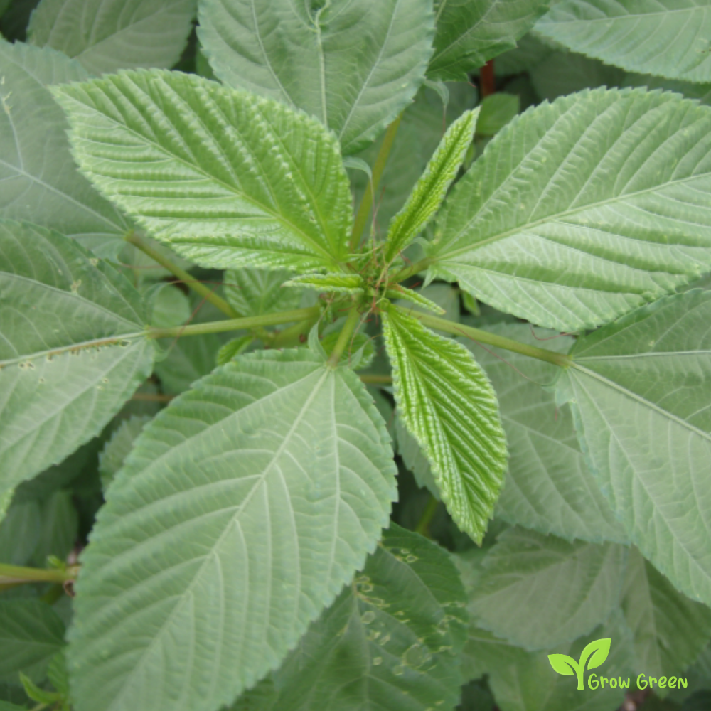 10 seeds of Jute Mallow - SPINACIA OLERACEA - Molokhia + Gift 5 seeds of Sunflower