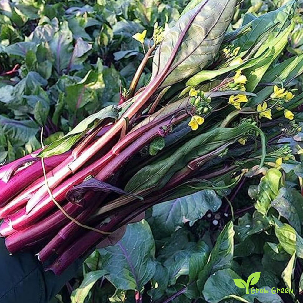 30 seeds of Red Chinese Broccoli - BRASSICA OLERACEA + Gift 5 seeds of Sunflower