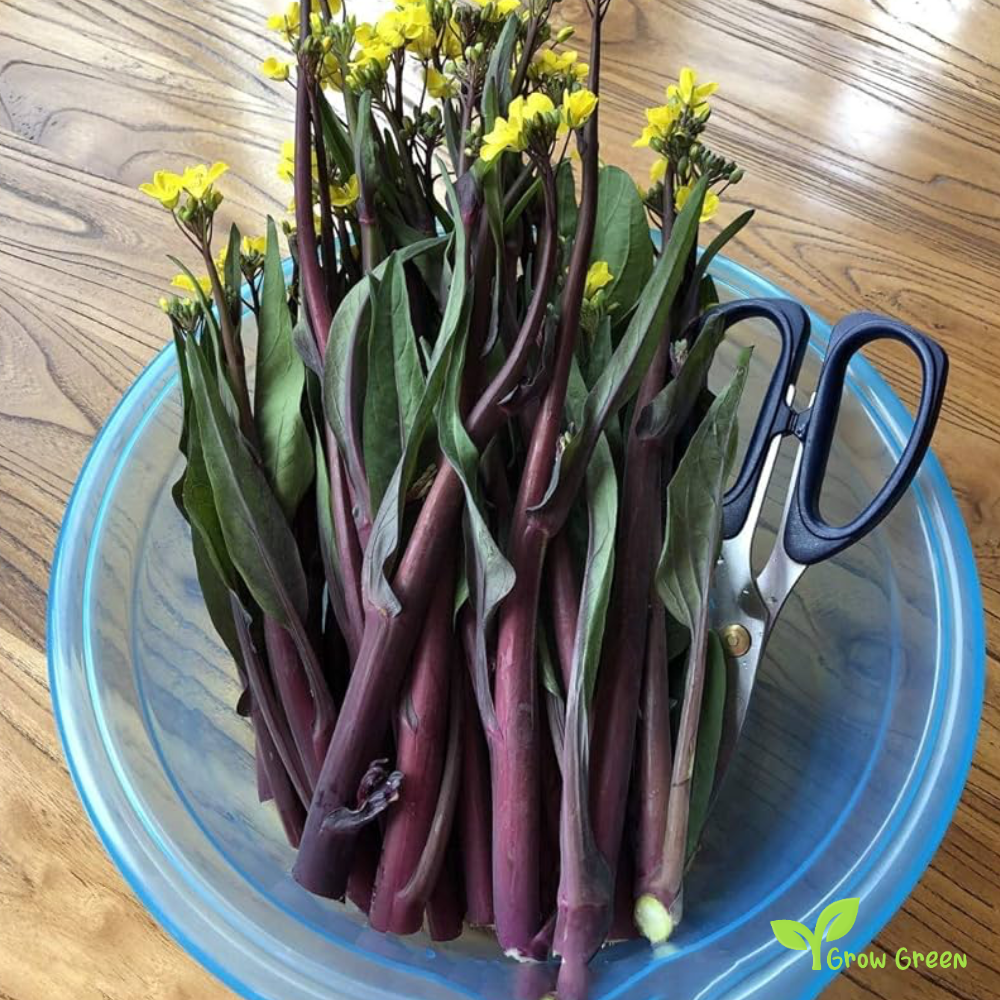 30 seeds of Red Chinese Broccoli - BRASSICA OLERACEA + Gift 5 seeds of Sunflower