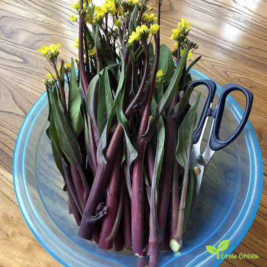 30 seeds of Red Chinese Broccoli - BRASSICA OLERACEA + Gift 5 seeds of Sunflower