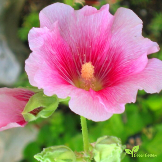 20 seeds of Malva - MALVA TRIMESTRIS - Althaea- Lavatera + Gift 5 seeds of Sunflower