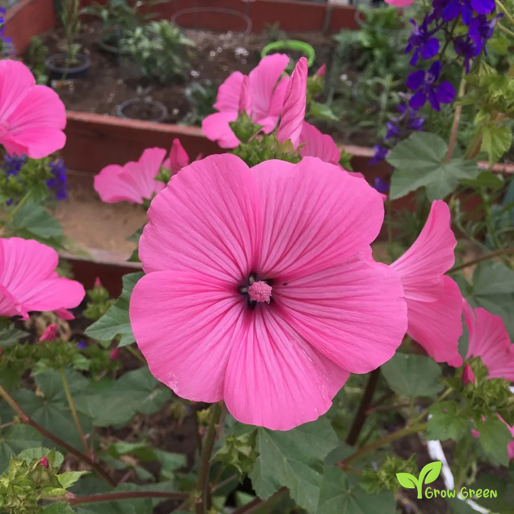 20 seeds of Malva - MALVA TRIMESTRIS - Althaea- Lavatera + Gift 5 seeds of Sunflower