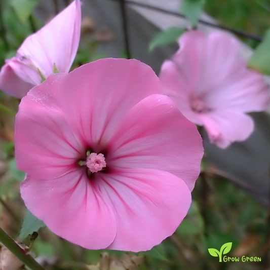 20 seeds of Malva - MALVA TRIMESTRIS - Althaea- Lavatera + Gift 5 seeds of Sunflower