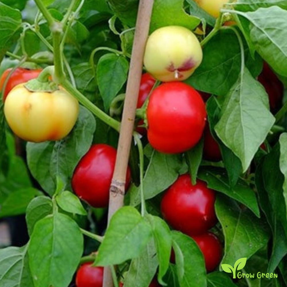 20 seeds of Tobacco - NICOTIANA RUSTICA + Gift 5 seeds of Sunflower