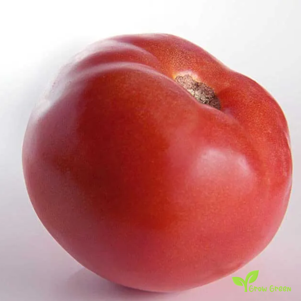 10 seeds of Bononya Tomato - SOLANUM LYCOPERSICUM + Gift 5 seeds of Sunflower