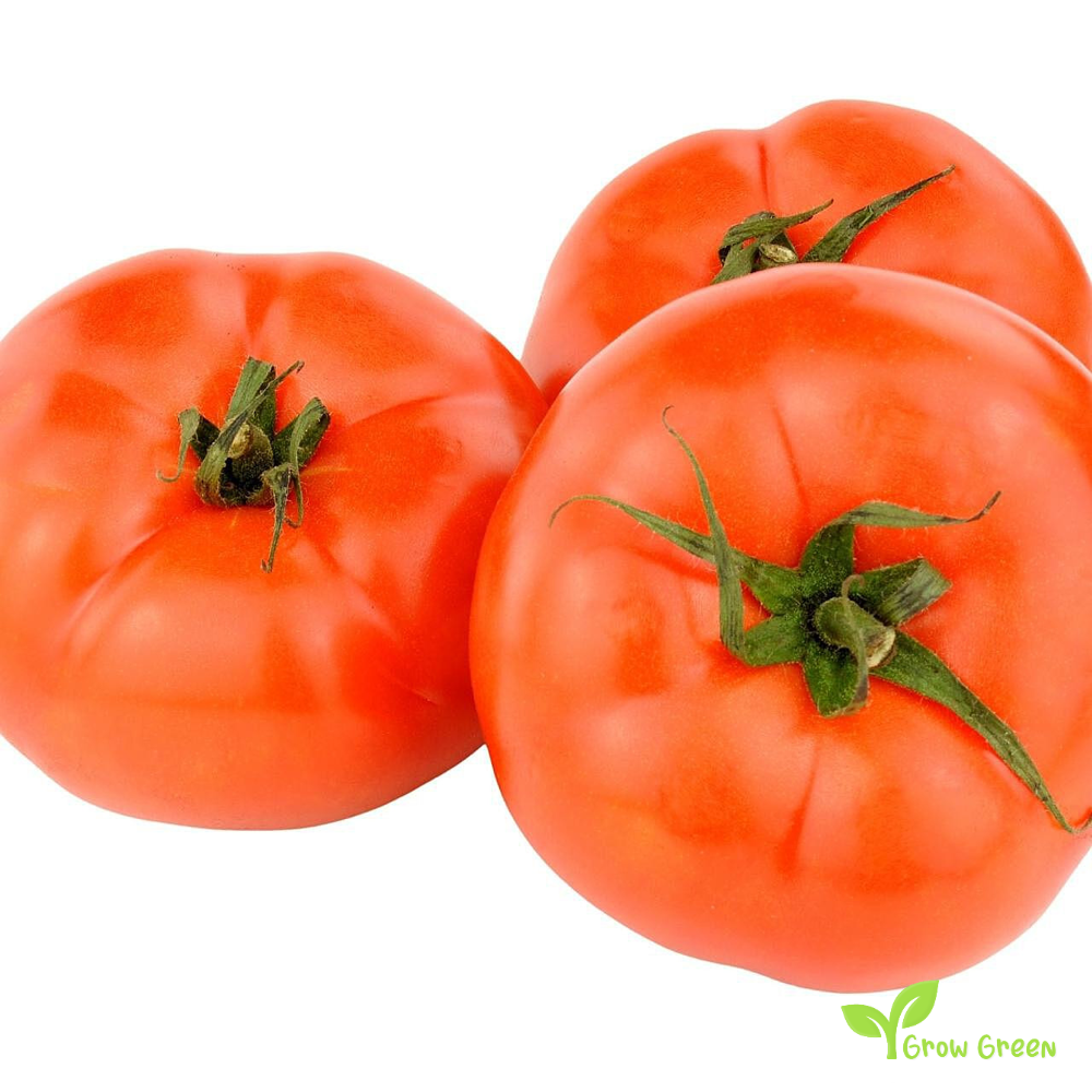 10 seeds of Bononya Tomato - SOLANUM LYCOPERSICUM + Gift 5 seeds of Sunflower
