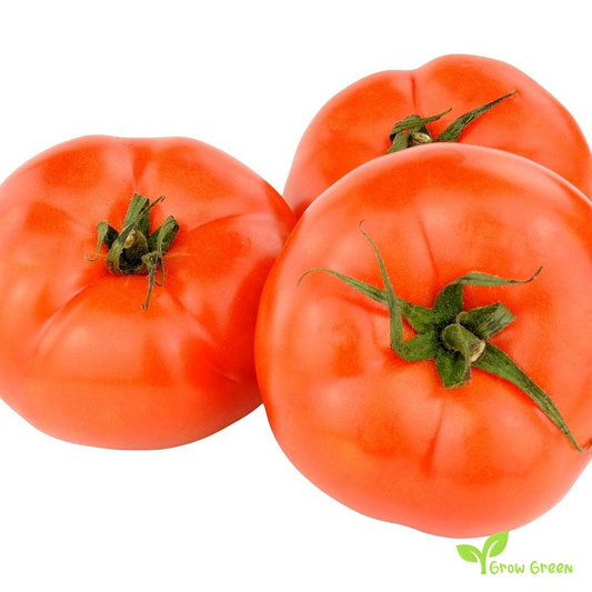 10 seeds of Bononya Tomato - SOLANUM LYCOPERSICUM + Gift 5 seeds of Sunflower