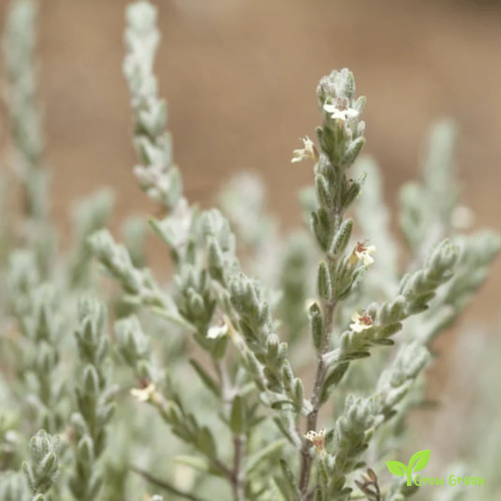 20 seeds of Balkan Mint - MICROMERIA THYMIFOLIA + Gift 5 seeds of Sunflower