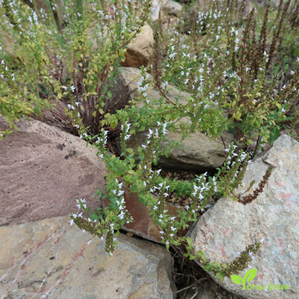 20 seeds of Balkan Mint - MICROMERIA THYMIFOLIA + Gift 5 seeds of Sunflower