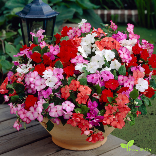 20 seeds of Busy Lizzie - IMPATIENS WALLERIANA + Gift 5 seeds of Sunflower