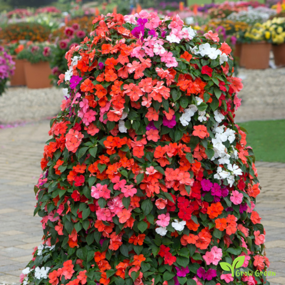 20 seeds of Busy Lizzie - IMPATIENS WALLERIANA + Gift 5 seeds of Sunflower