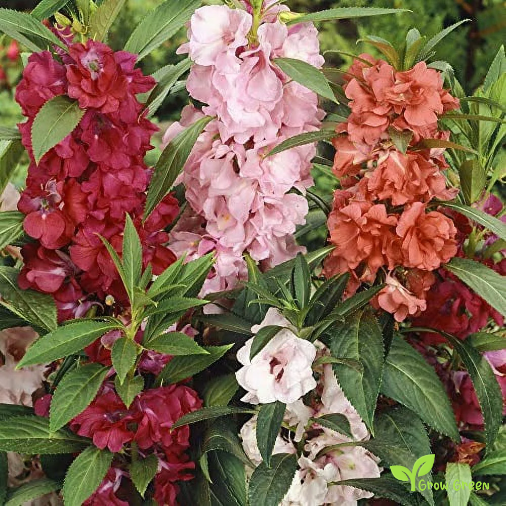 5 seeds of Garden Balsam - IMPATIENTS BALSAMINA + Gift 5 seeds of Sunflower