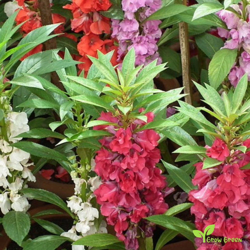 5 seeds of Garden Balsam - IMPATIENTS BALSAMINA + Gift 5 seeds of Sunflower