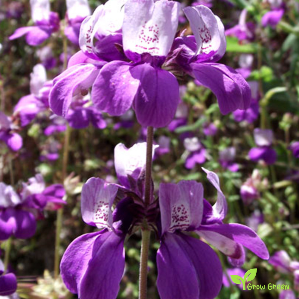 20 seeds of Purple Chinese Houses - COLLINSIA HETEROPHYLLA + Gift 5 seeds of Sunflower