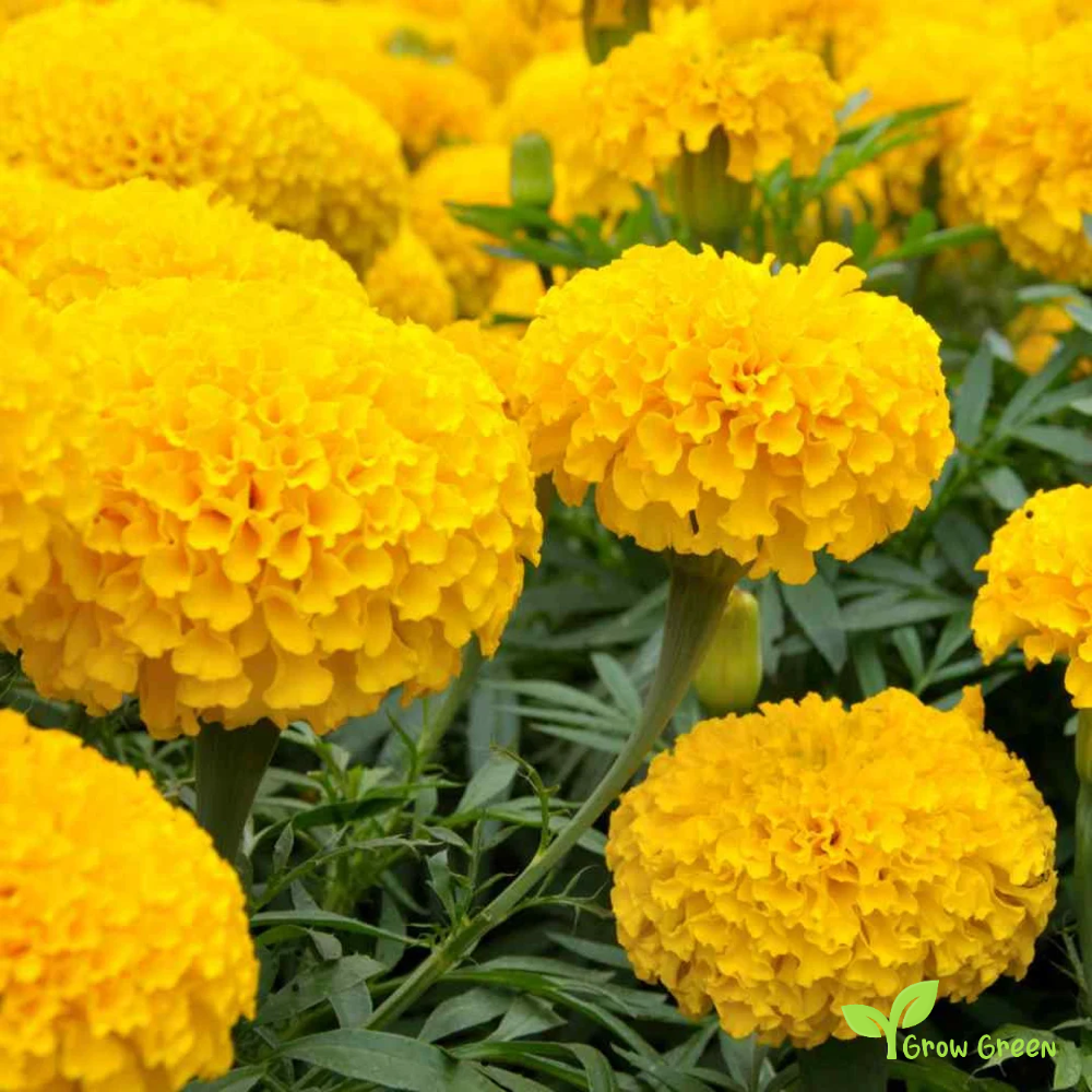 30 seeds of Yellow African Marigold - TAGETES ERECTA + Gift 5 seeds of Sunflower