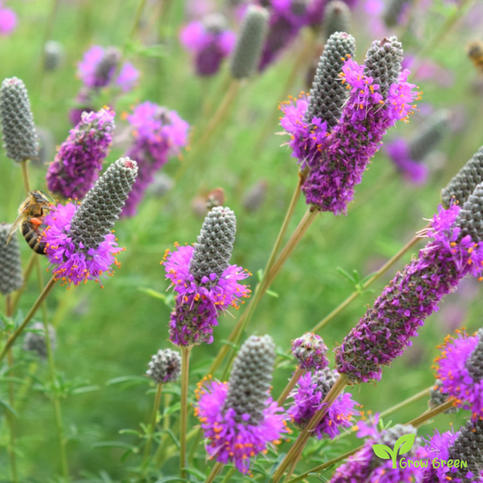 20 seeds of Purple Prairie Clover - DALEA PURPUREA + Gift 5 seeds of Sunflower