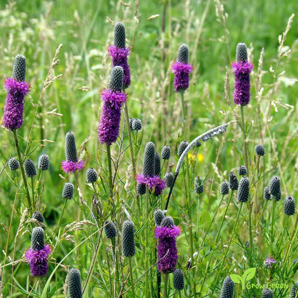 20 seeds of Purple Prairie Clover - DALEA PURPUREA + Gift 5 seeds of Sunflower