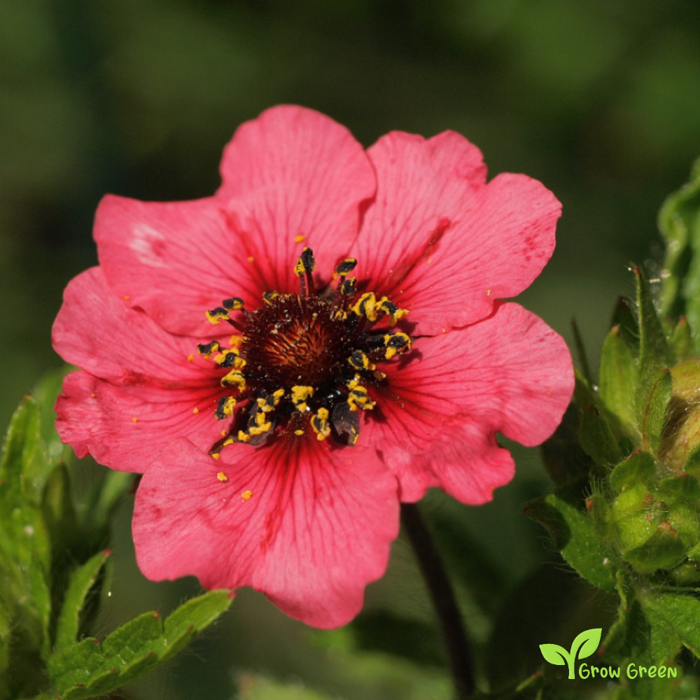 20 seeds of Nepal Cinquefoil - POTENTILLA NEPALENSIS + Gift 5 seeds of Sunflower