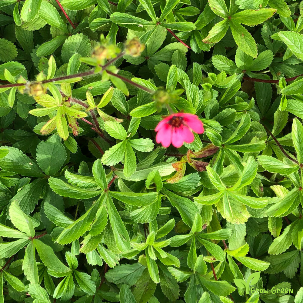 20 seeds of Nepal Cinquefoil - POTENTILLA NEPALENSIS + Gift 5 seeds of Sunflower