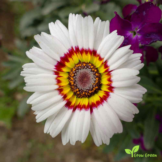 20 seeds of Monarch of the Veldt - ARCTOTIS FASTUOSA + Gift 5 seeds of Sunflower