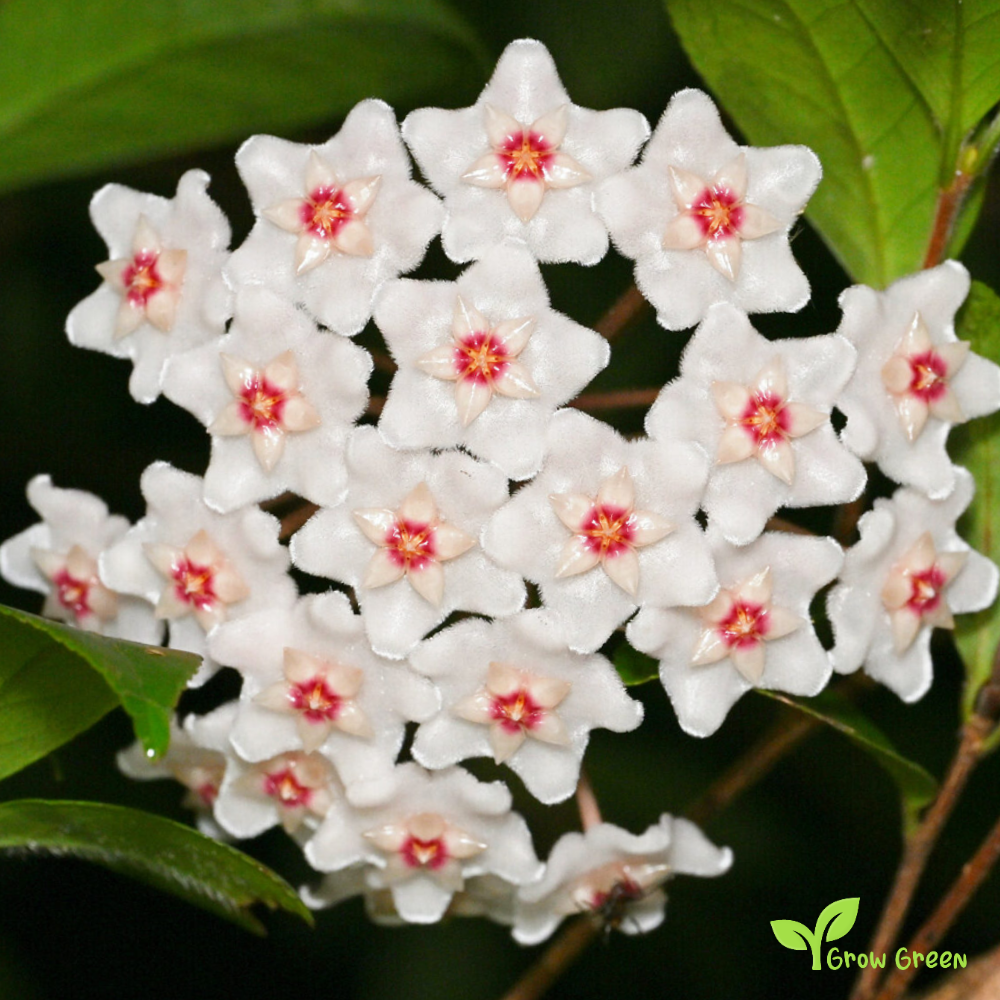 1 Unrooted cutting node of Porcelain Flower - HOYA CARNOSA - Wax Plant + Gift 5 seeds of Sunflower