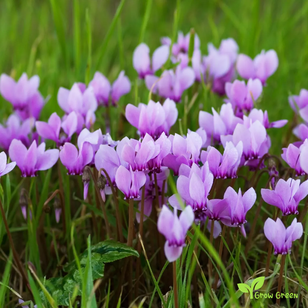 20 seeds of Ivy Leaved Cyclamen - CYCLAMEN HEDERIFOLIUM - Sowbread + Gift 5 seeds of Sunflower