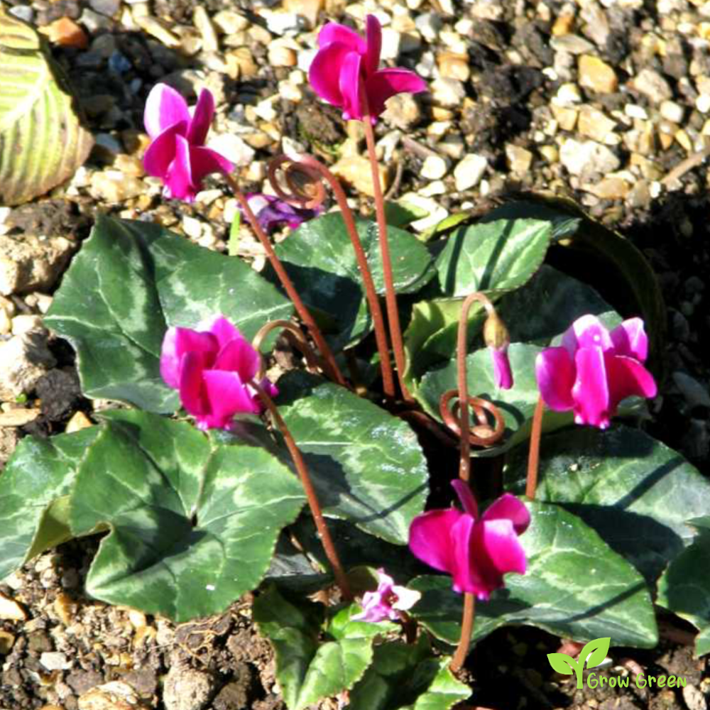 20 seeds of Ivy Leaved Cyclamen - CYCLAMEN HEDERIFOLIUM - Sowbread + Gift 5 seeds of Sunflower
