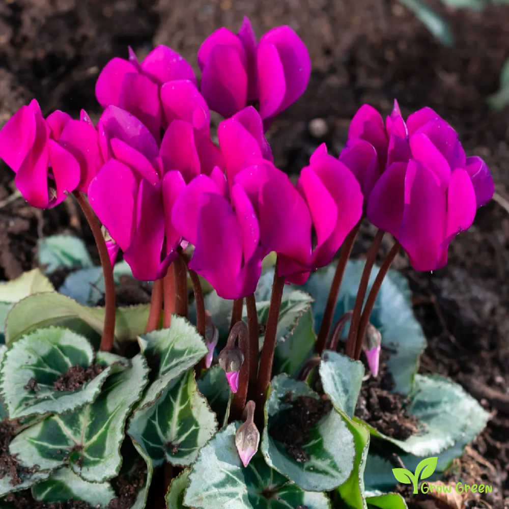 20 seeds of Ivy Leaved Cyclamen - CYCLAMEN HEDERIFOLIUM - Sowbread + Gift 5 seeds of Sunflower