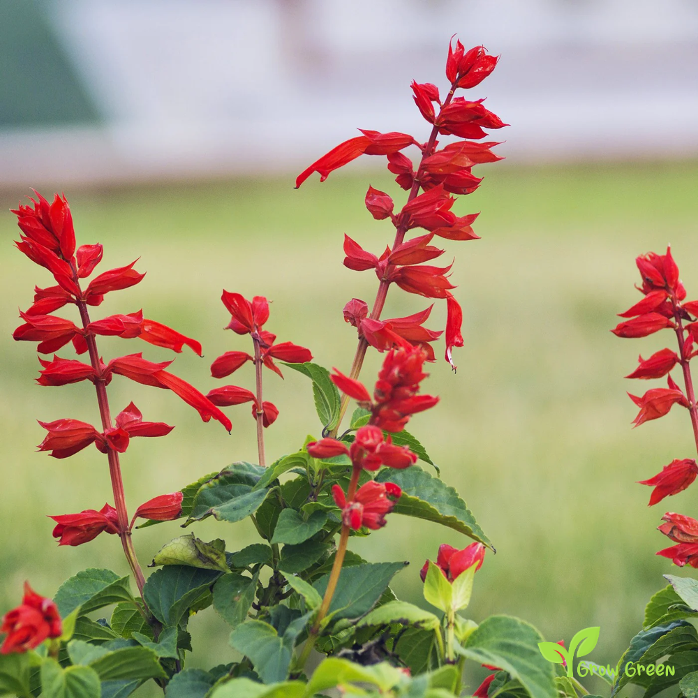 20 seeds of Scarlet Sage - SALVIA COCCINEA + Gift 5 seeds of Sunflower