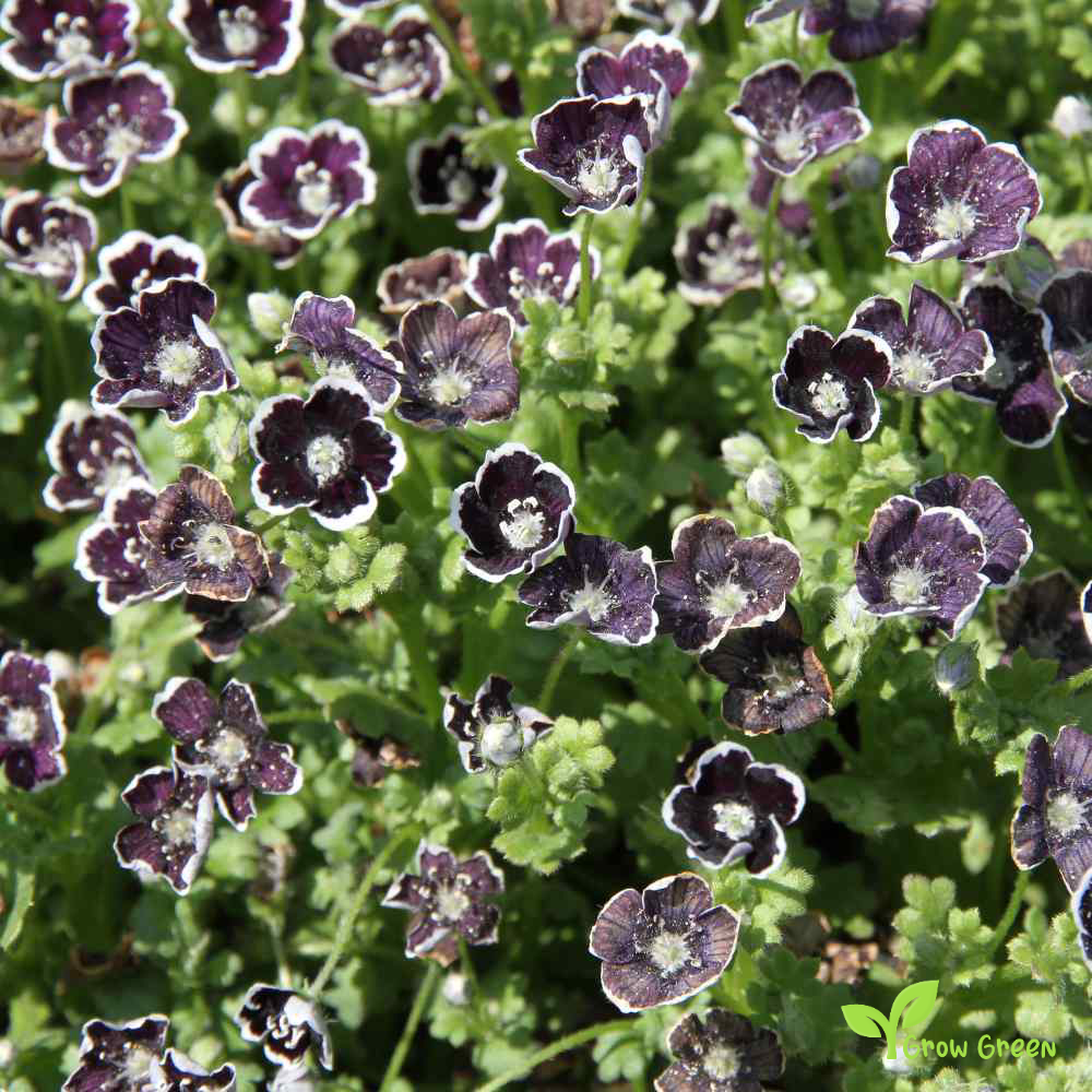 20 seeds of Pennie Black - NEMOPHILA DISCOIDALIS + Gift 5 seeds of Sunflower