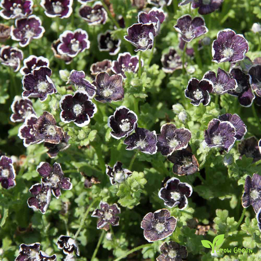 20 seeds of Pennie Black - NEMOPHILA DISCOIDALIS + Gift 5 seeds of Sunflower