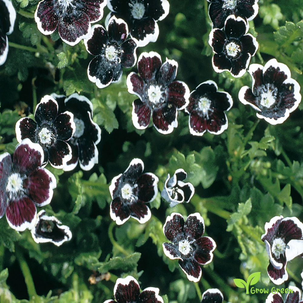 20 seeds of Pennie Black - NEMOPHILA DISCOIDALIS + Gift 5 seeds of Sunflower
