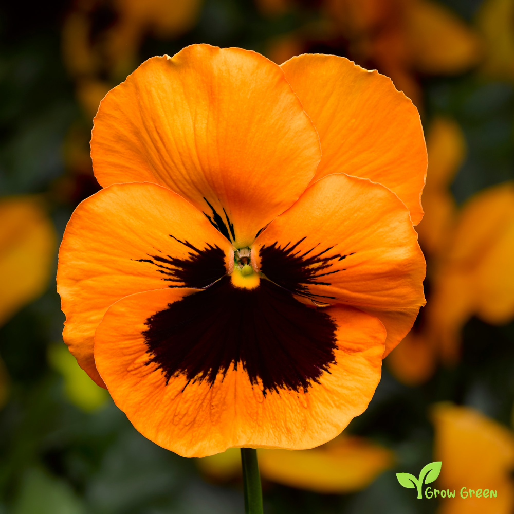 20 seeds of Garden Pansy Black & Orange - VIOLA WITTROCKIANA + Gift 5 seeds of Sunflower