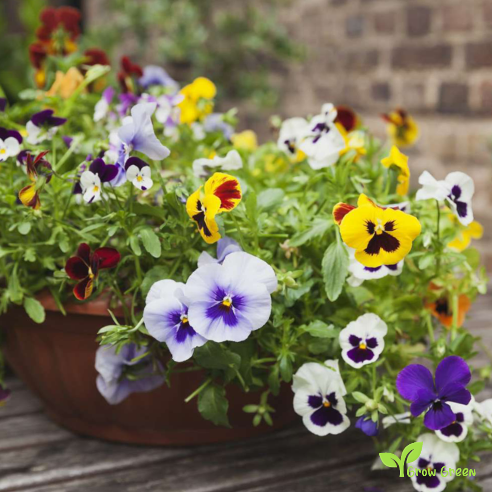 20 seeds of Garden Pansy Black & White - VIOLA WITTROCKIANA + Gift 5 seeds of Sunflower
