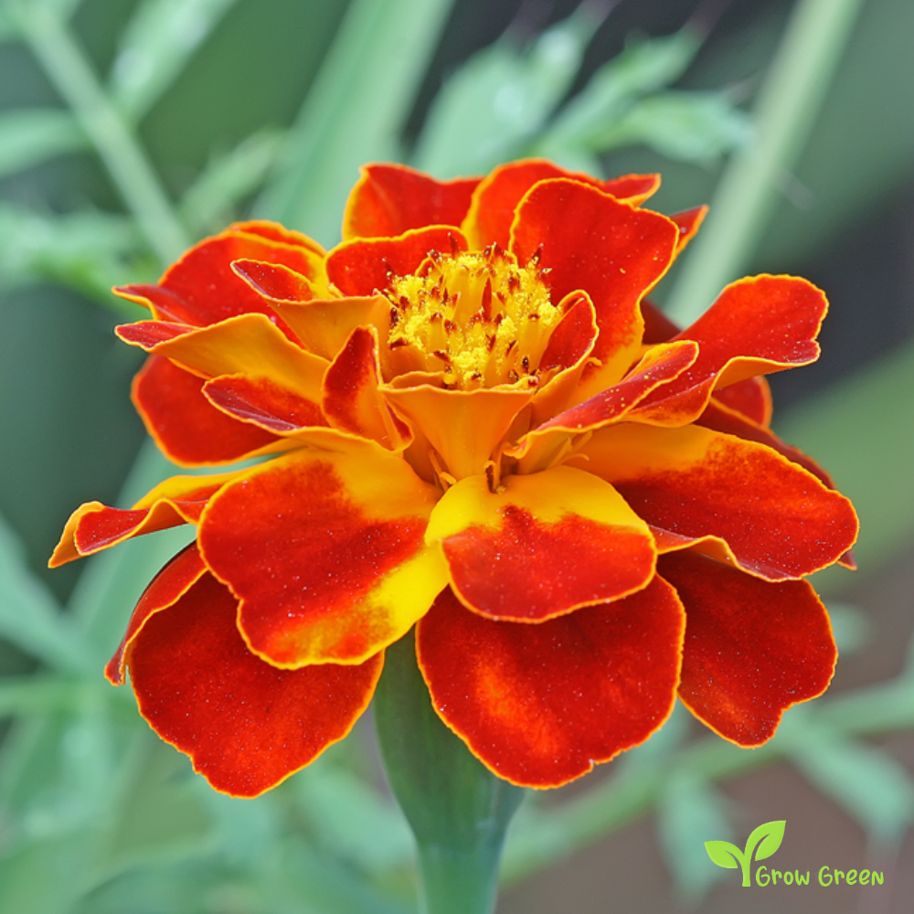 20 seeds of French Marigold - TAGETES PATULA + Gift 5 seeds of Sunflower