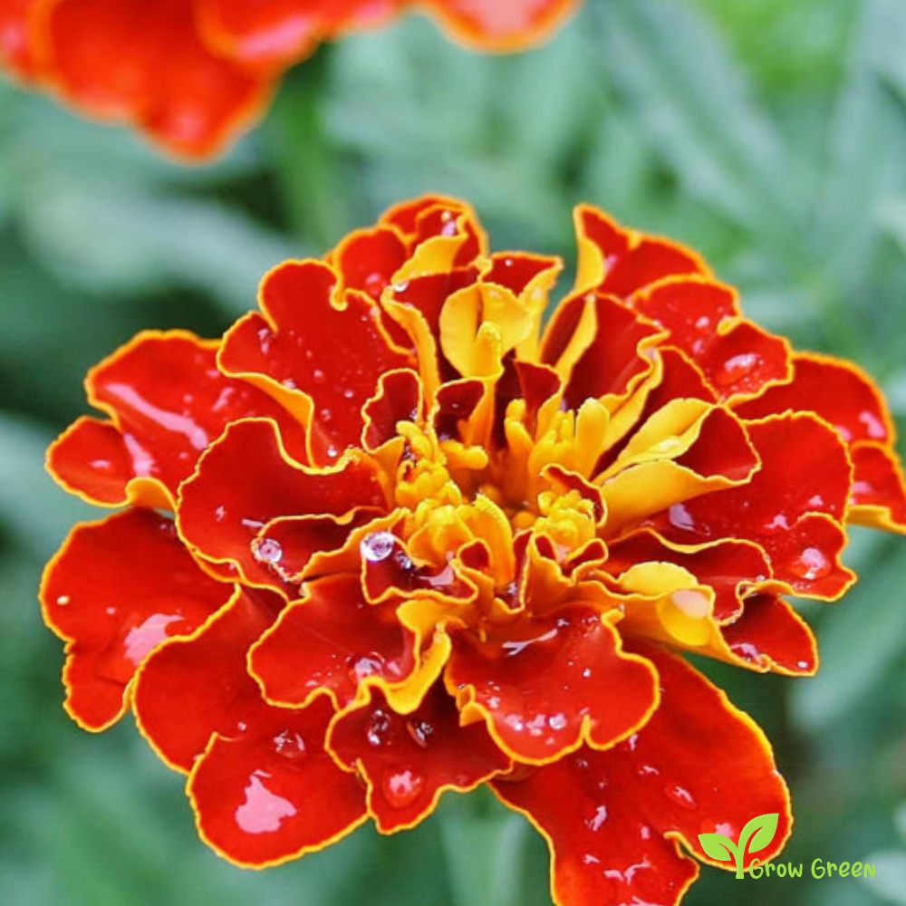 20 seeds of French Marigold - TAGETES PATULA + Gift 5 seeds of Sunflower