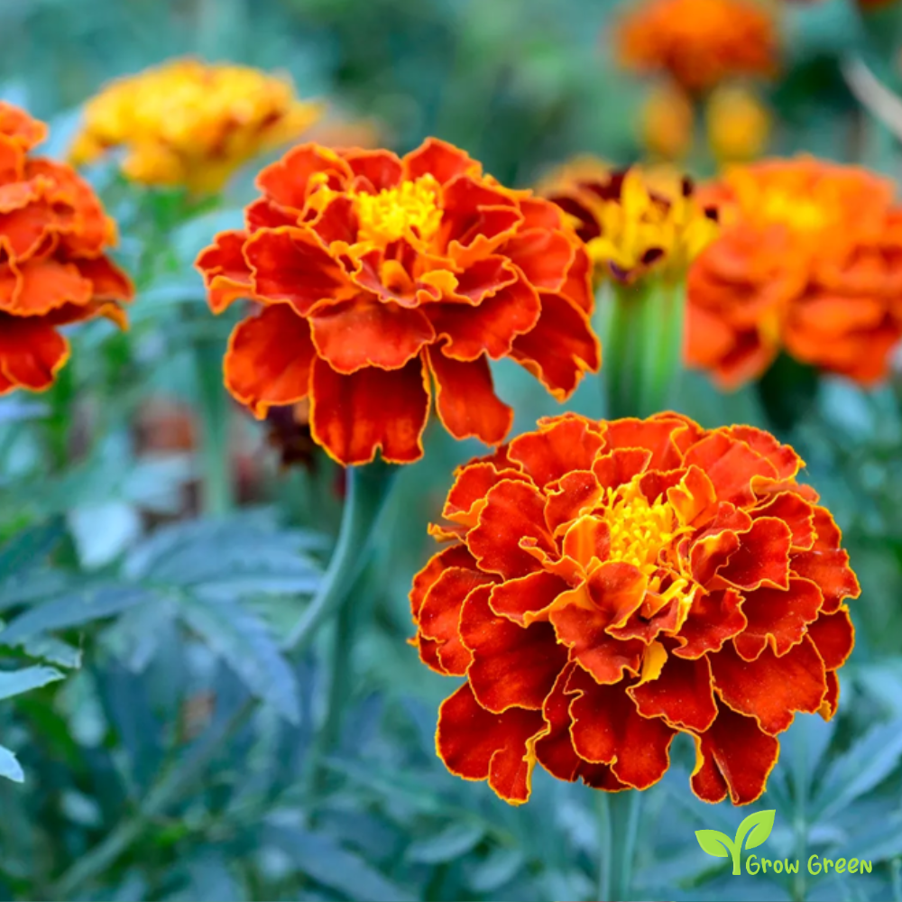 20 seeds of French Marigold - TAGETES PATULA + Gift 5 seeds of Sunflower