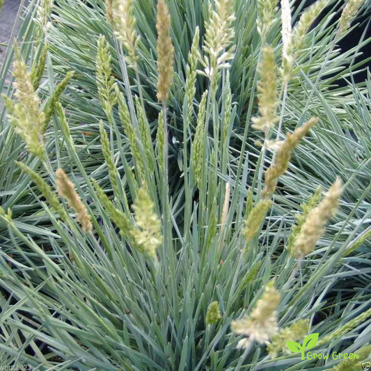 20 seeds of Blue Hair Grass SEEDS - KOELERIA GLAUCA + Gift 5 seeds of Sunflower