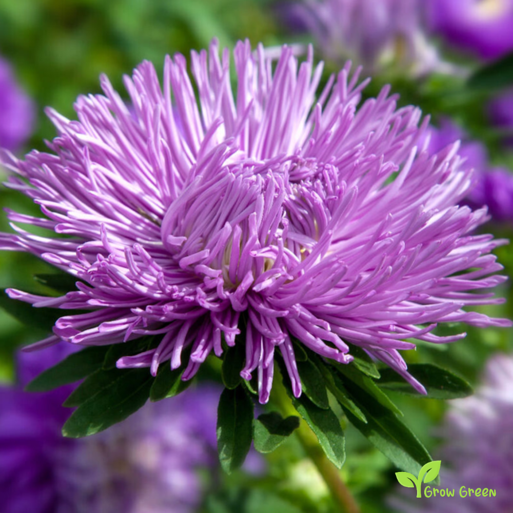 20 seeds of Purple Needle Callistephus - CALLISTEPHUS CHINENSIS + Gift 5 seeds of Sunflower