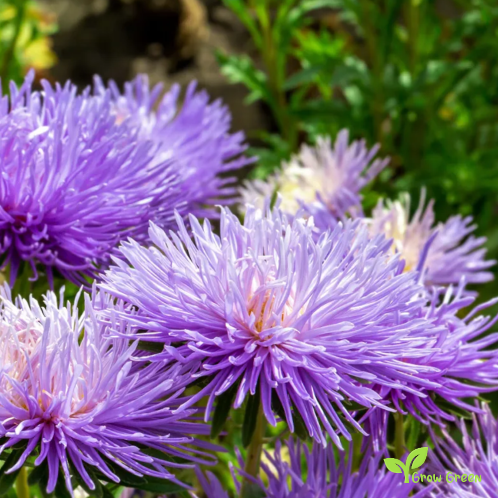 20 seeds of Purple Needle Callistephus - CALLISTEPHUS CHINENSIS + Gift 5 seeds of Sunflower