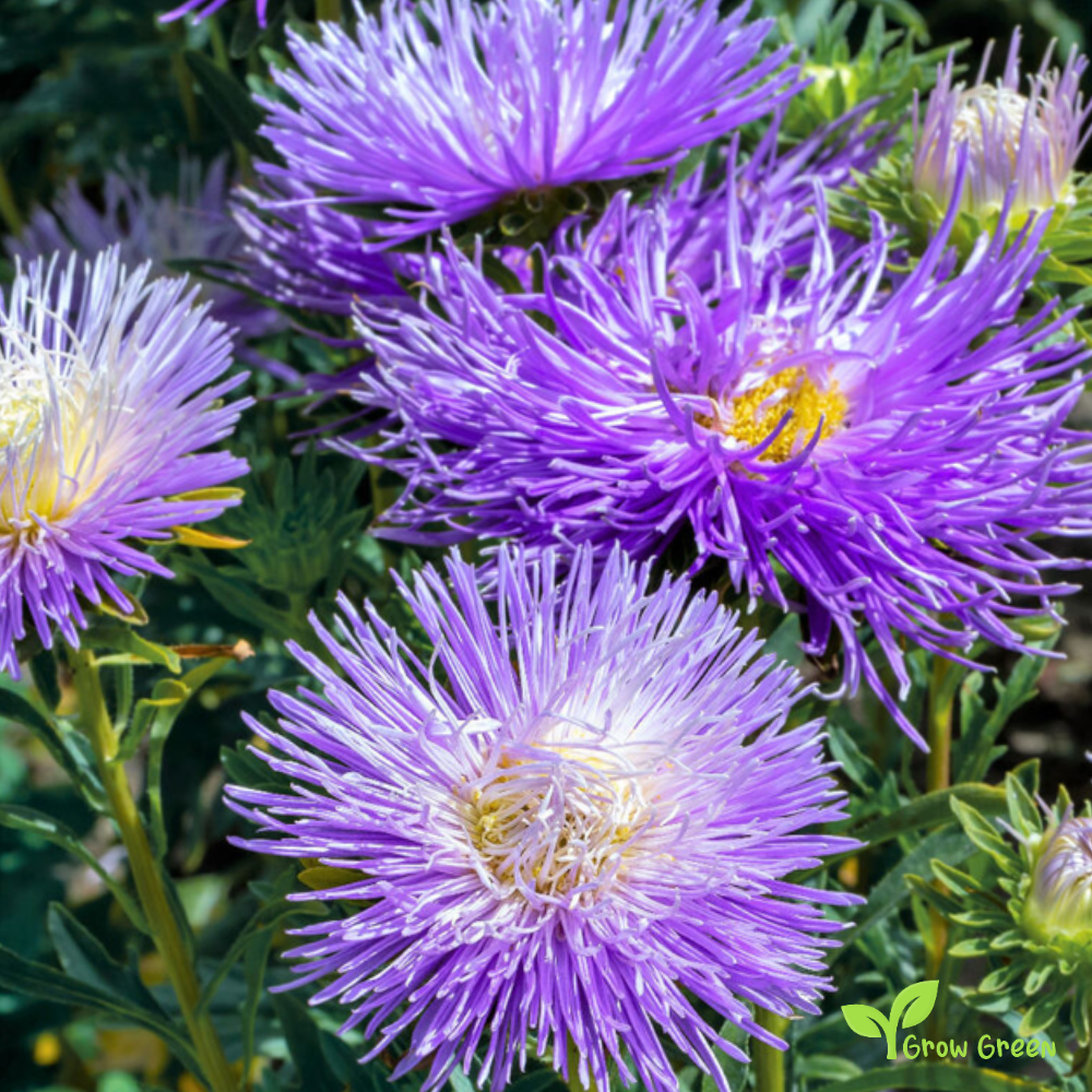 20 seeds of Purple Needle Callistephus - CALLISTEPHUS CHINENSIS + Gift 5 seeds of Sunflower