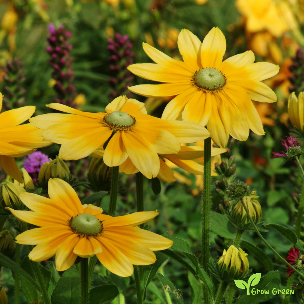 10 seeds of Green Eyed Susan - RUDBECKIA HIRTA + Gift 5 seeds of Sunflower