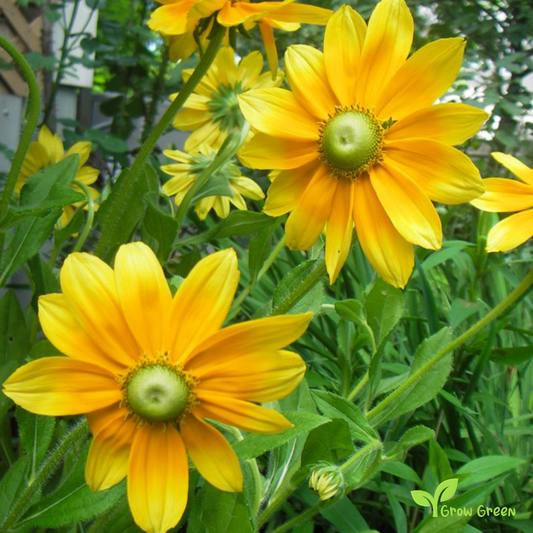 10 seeds of Green Eyed Susan - RUDBECKIA HIRTA + Gift 5 seeds of Sunflower