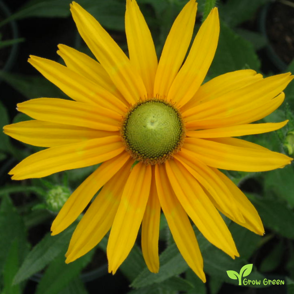 10 seeds of Green Eyed Susan - RUDBECKIA HIRTA + Gift 5 seeds of Sunflower