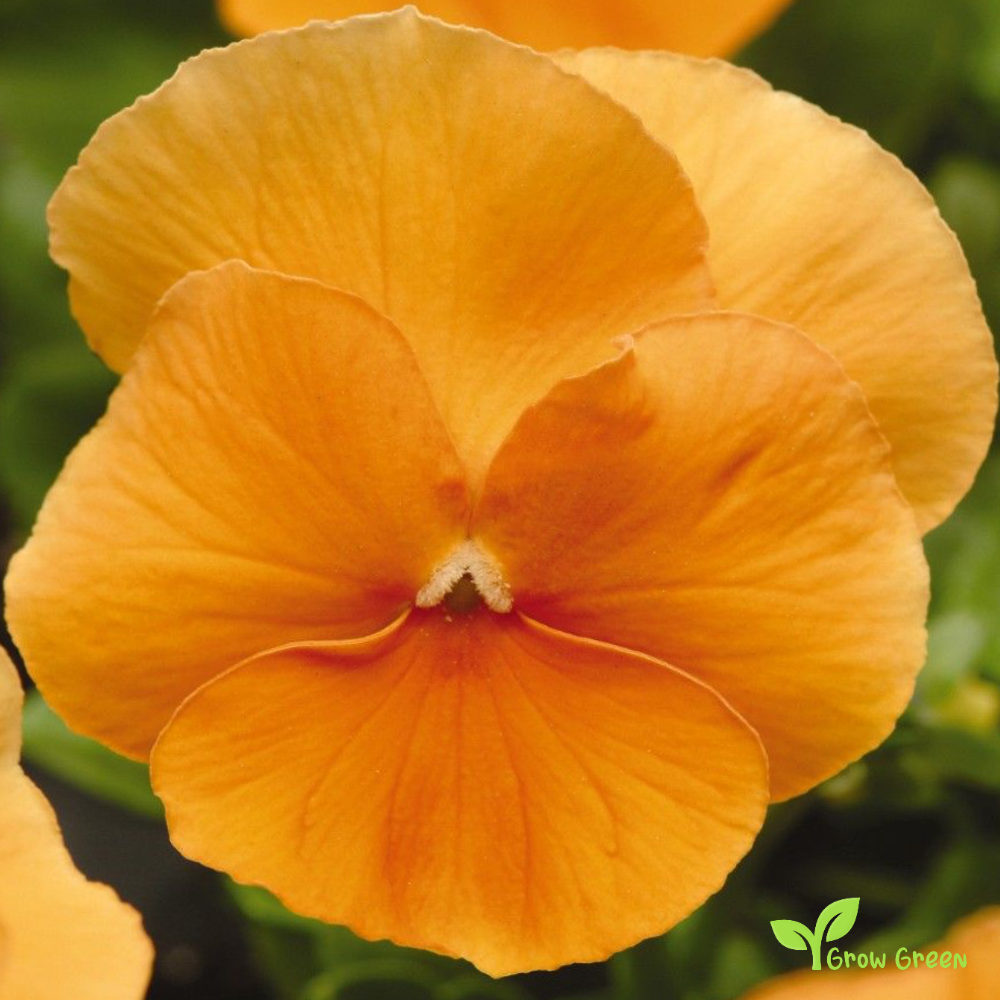 20 seeds of Garden Pansy Orange - VIOLA WITTROCKIANA + Gift 5 seeds of Sunflower