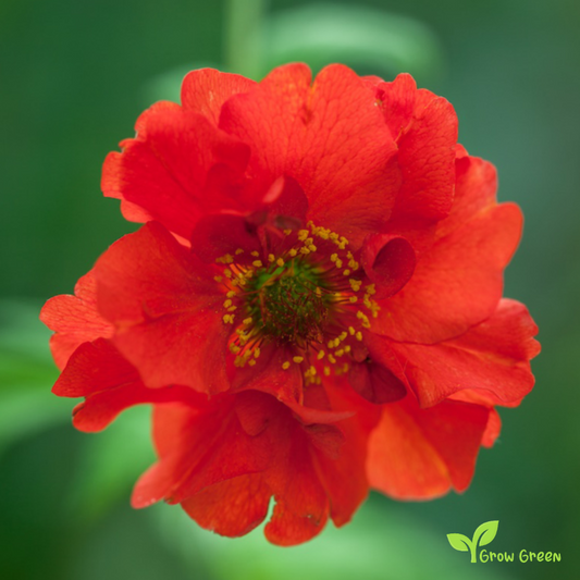 20 seeds of Geum Chiloense Mrs. Bradshaw - CHILOENSE HYBRIDUM + Gift 5 seeds of Sunflower