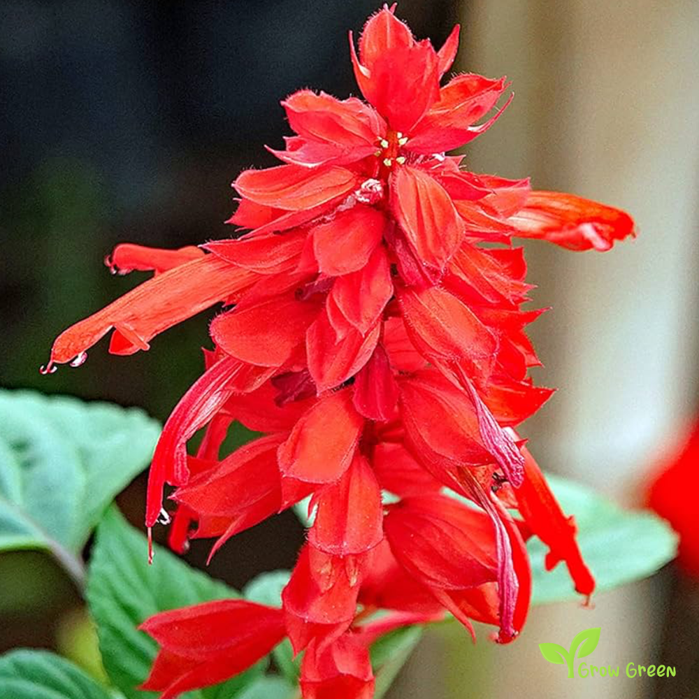 20 seeds of Scarlet Sage - SALVIA COCCINEA + Gift 5 seeds of Sunflower